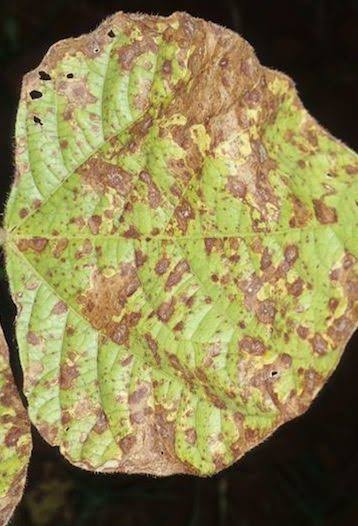 Cercospora leaf spot